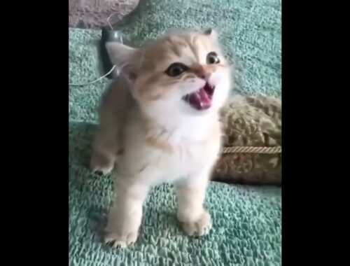 Funny cat  Cute animals Cat videos Cute kittens #Shorts #kitchen#cats#shorts#funny#animals