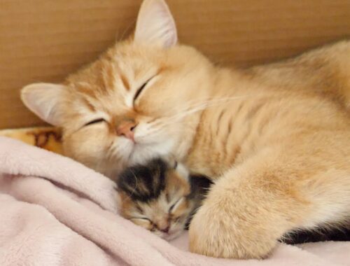 On the first night of birth, parent and kittens sleep close to each other.