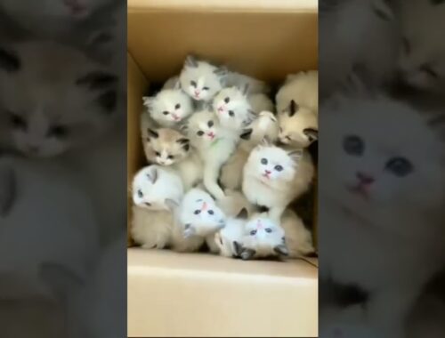 Funny cat| |cute animals|cat video|cute kittens#shorts|kucing lucu