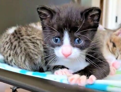 A Tiny Kitten Is Sweet and Precious After Got Rescued | Tiny Kitten Meowing