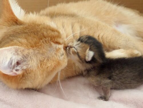 Baby kitten is calling mother cat...