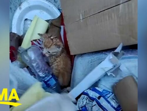 Trashman rescues three kittens from being thrown out on trash day l GMA