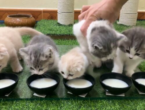 Kitten meal - Kitten drinking milk.