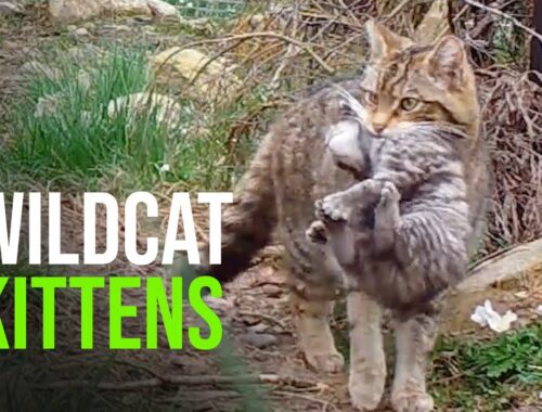 First Wildcat Kittens Born At Saving Wildcats Conservation Breeding For Release Centre