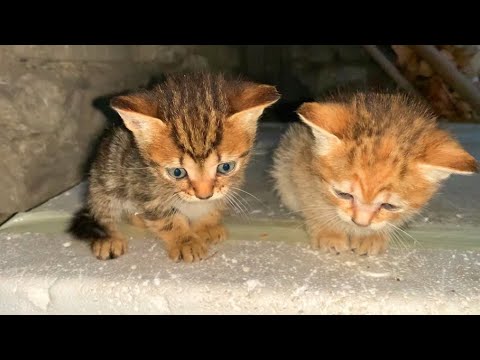 Hungry kittens are looking for mother cat