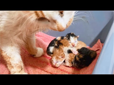 Proud momma Cat showing off her newborn Kittens to me (when Kittens was just born)