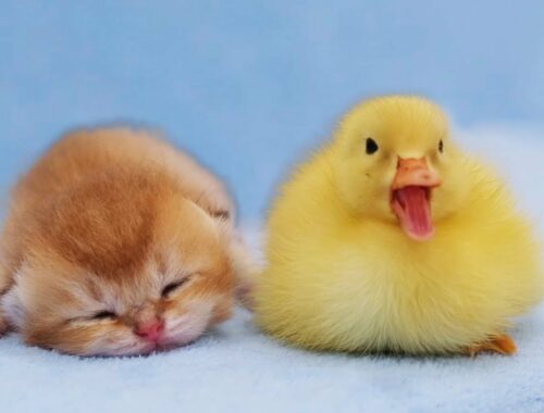 Yellow duck wants to play and sleep next to cute kittens