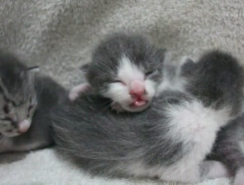These baby kittens are so cute and adorable, a week old