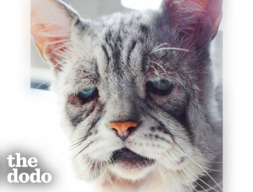 Grumpy Old Looking Cat Just Wants To Play Like A Kitten | The Dodo