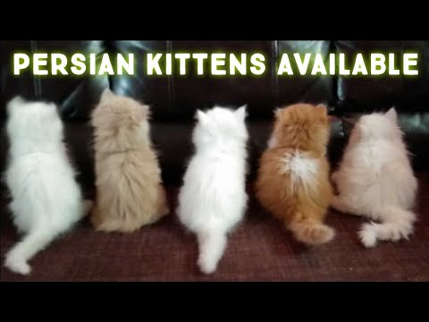 8309326010 Persian kittens Available in Hyderabad | doll face punch face Persian cats in Hyderabad