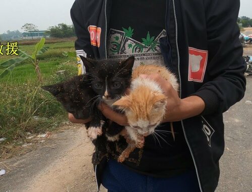 Rescue kittens that someone dumped in the landfill. they continued to scream when found in a panic