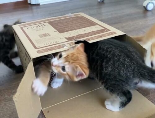 Kittens In A Box