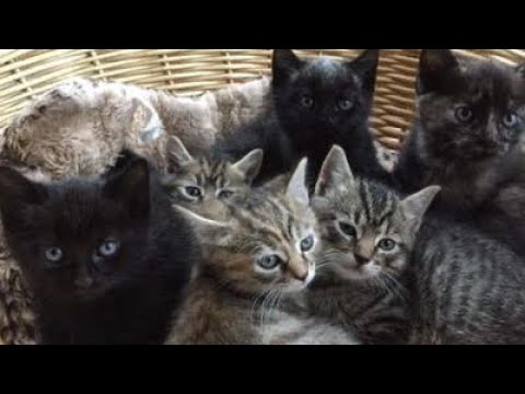 Cat Brings Home Kittens, Vet Notices One Of Them Isn't A Cat