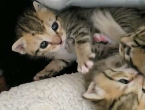 3 Precious Kittens Rescued from Outside Who're Active, Adorable and Love to Wrestle