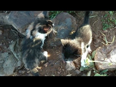 Two kittens cry out loud after losing their mother (part 1)
