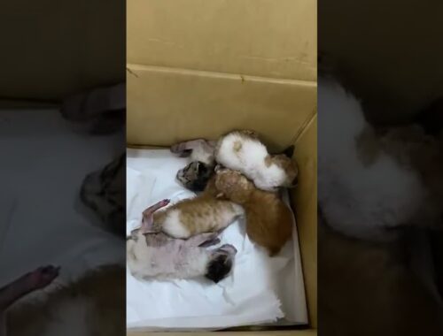 Kittens Found During Car Inspection || ViralHog