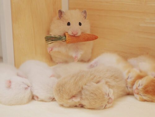 Was Hamster Scared When 6 Kittens Surrounded? - Golden Kittens