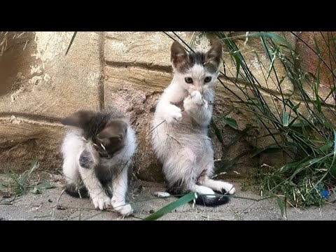 Kittens Play Without A Mother Cat.