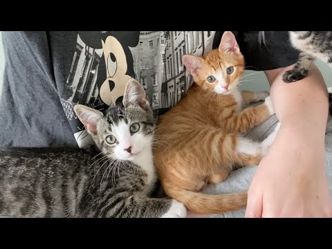 Saying Goodbye To Truck Foster Kittens