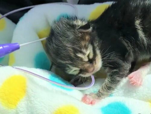 Abandoned Kittens Were Frozen Solid Grows Up To Be Strong And Feisty