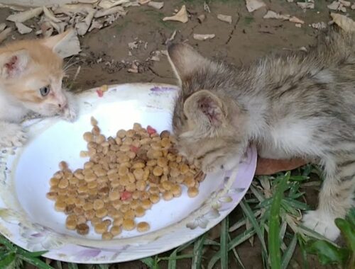 2 Rescue Kittens Who Lost Their Families Eating Together And Fighting For Life
