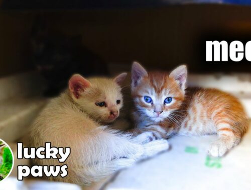 Kittens Wait in Microwave Box For Mom Cat to Bring Other Kittens - Kitten Care | Lucky Paws