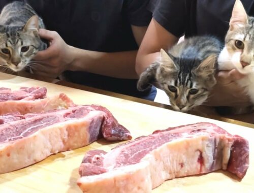 [SUB] If given a giant beef to kittens...!?