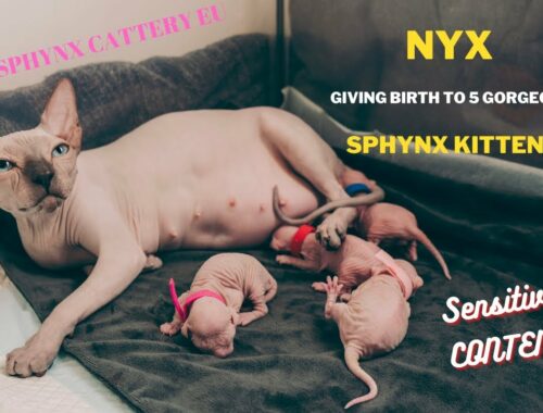 Nyx giving birth to 5 gorgeous Canadian Sphynx Kittens