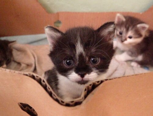 Kittens so happy live in box inside building