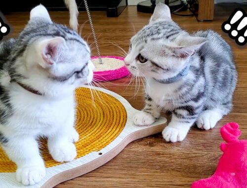 Kittens have a cute fight going on!