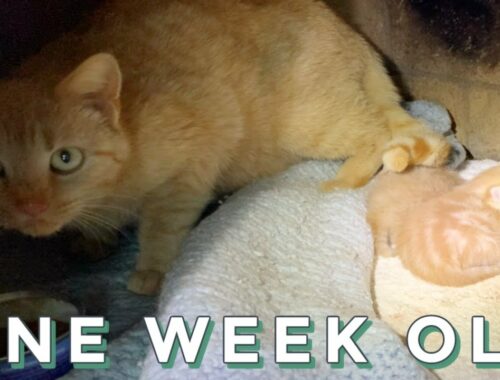 Rescued One Week Old Kittens Update