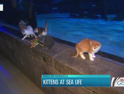 Kittens explore Sea Life at Mall of America