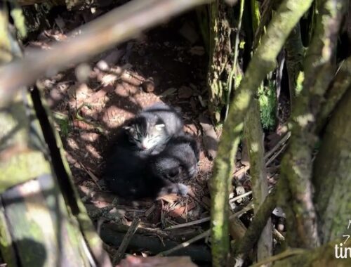 Three tiny kittens rescued from a ravine!