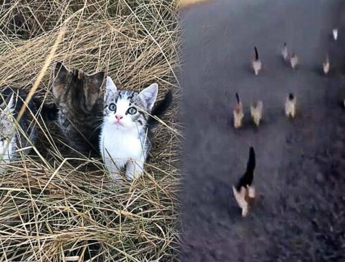 Woman Finds 10 Stray Kittens Who Follow Her All The Way Home