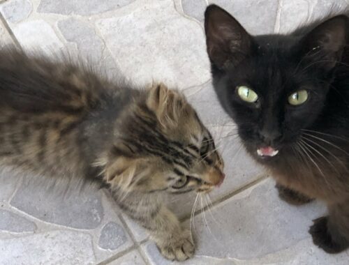 This Stray Mother Cat Brought Her Only Kitten to Me!