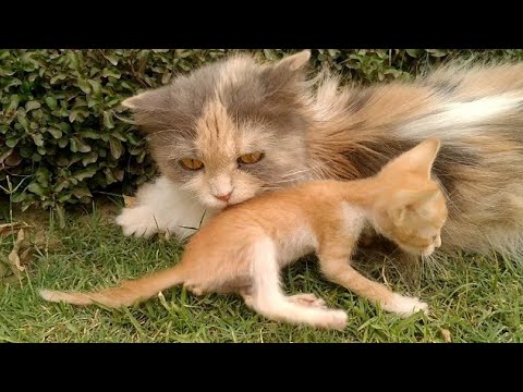 Mother Cat Love Her Kittens But Started Avoiding Them When They Come Mama Walks Away