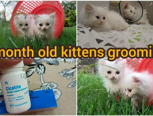 Can we give bath to 1 month old kittens? | 1 month old kittens grooming | best cream for Cats wounds