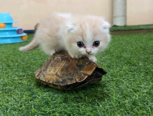 Kittens meets 2 golden turtles for the first time.