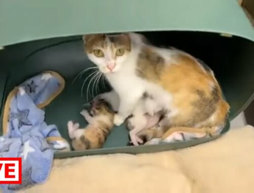 What a lovely mother and so cute kittens. The dogs are so naughty and I must check them all the time
