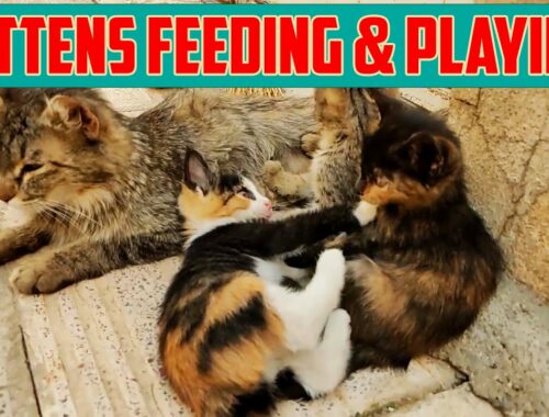 4 Cute Kittens Feeding & Playing together | Cat Mom Nursing & Breastfeeding Her Cute Baby Kittens
