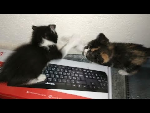 Two kittens cry out loud after losing their mother (part 4)