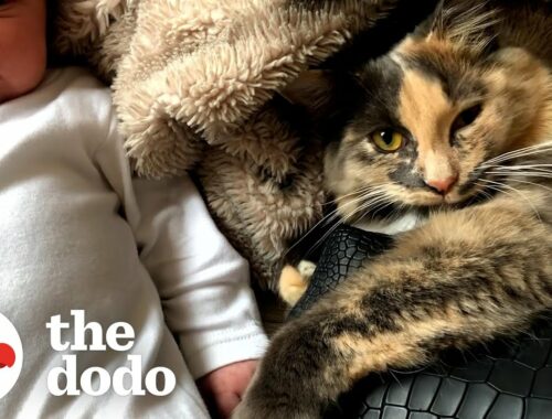 This Kitten Was Obsessed With Her Mom's Baby Bump | The Dodo Cat Crazy