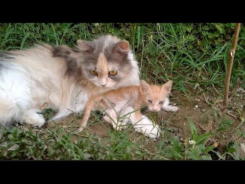 Tiny Kittens Gone Crazy When Mother Cat Came To See Them