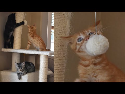 The Content You Really Want // Kittens