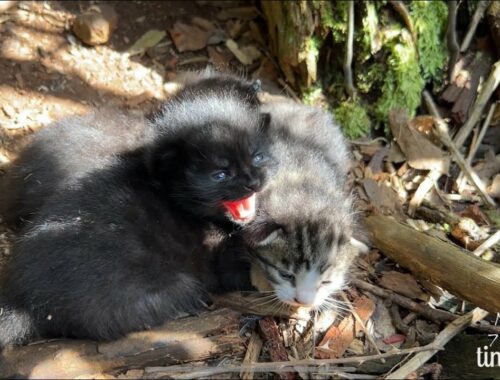 Tiny kittens rescued from a ravine!