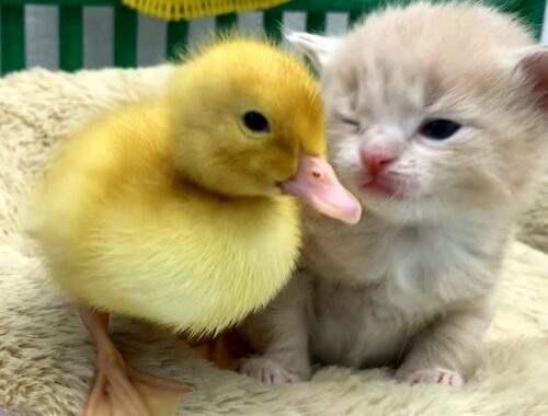 Kittens meet a duckling for the first time