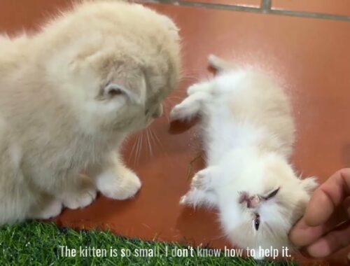 Sick kittens receive loving care from other cats.