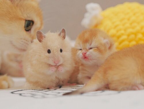 Mom Cat Treats Hamster As Her Baby Kittens - Golden Kittens