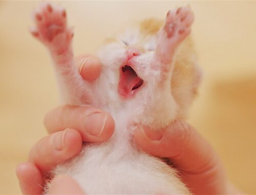 Yawning Kittens Extremely Cute and Funny