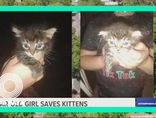 Mom: 9-year-old girl saves 2 kittens from being drowned by group of kids